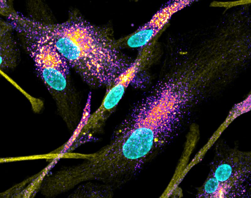 Developing accessible in situ sequencing for optical pooled screening