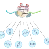 Modelling Novel RNU4ATAC and RNU6ATAC variants via Antisense-Mediated Knockdown