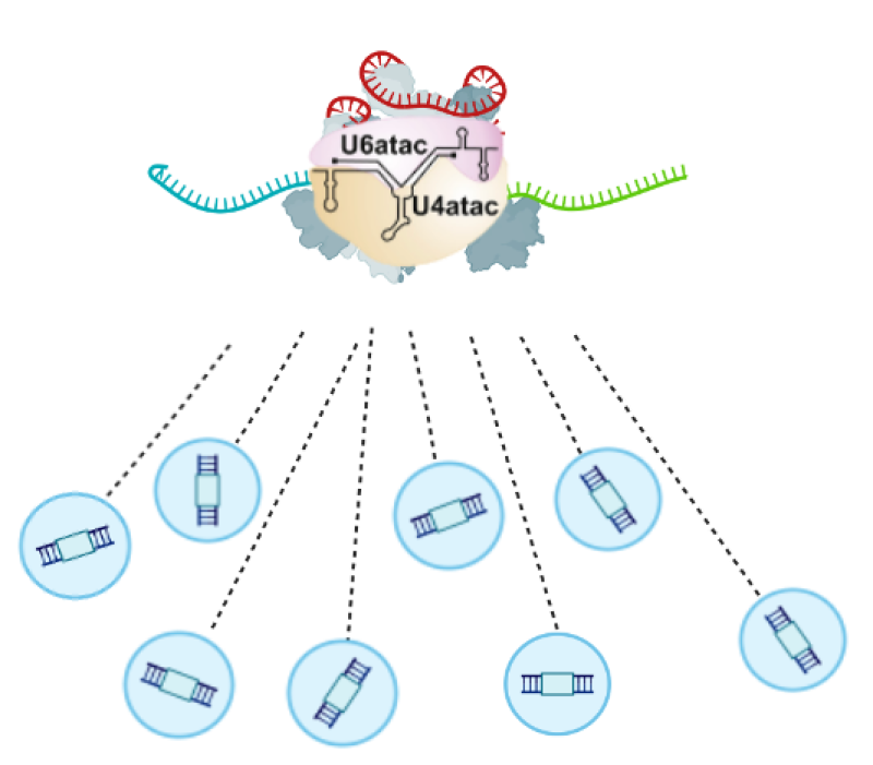 Modelling Novel RNU4ATAC and RNU6ATAC variants via Antisense-Mediated Knockdown